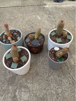 Cactus potted - $5 Each