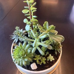 Mini Succulent Gardens In Ceramic Pot
