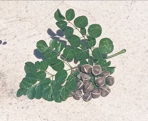 50 Moringa Seeds