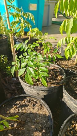 Organic Curry Leaf Plants