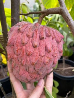 Atemoya Fruit Trees