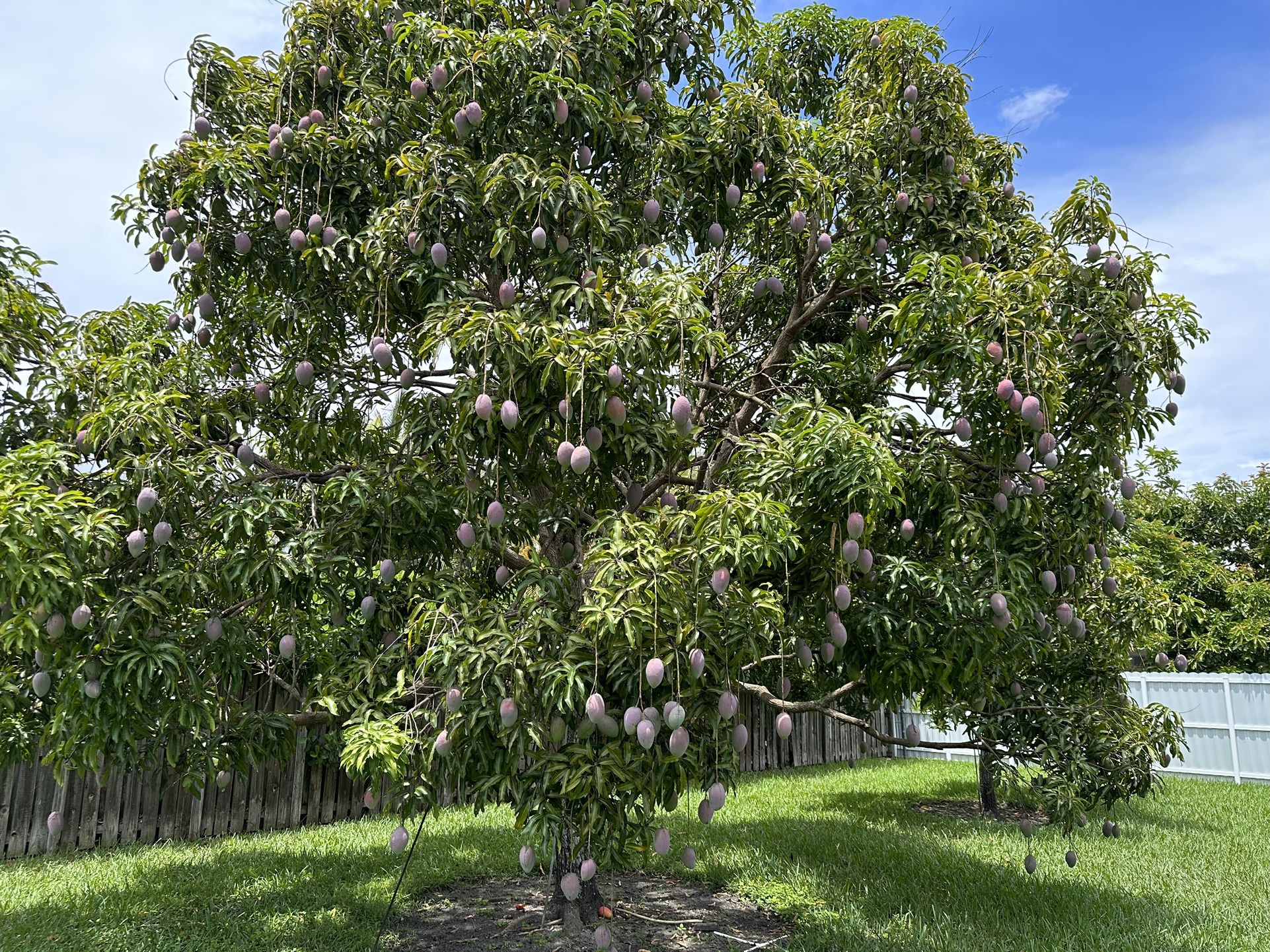 Mango Picking And Removal