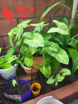 Dracaena plant & Arrowhead plant