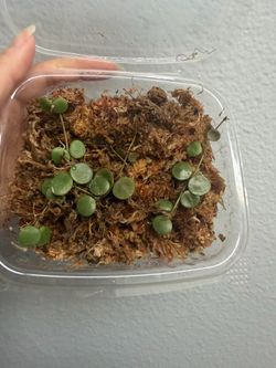 Hoya peltata barely rooting