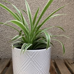 Spider Plant