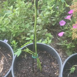 Papaya Trees 2-3 Per Pot. 6”-2’ Tall