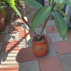 Jardín