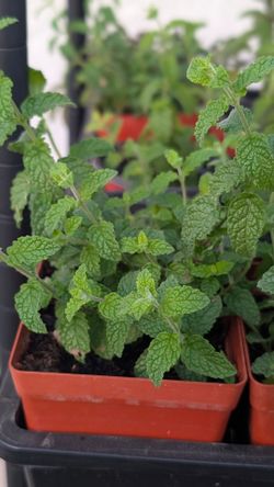 Rare Strawberry Mint