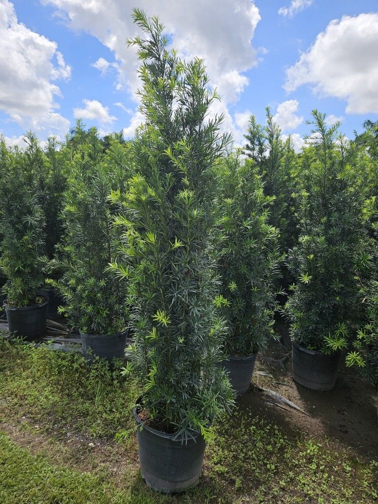 huge Podocarpus Over 7 to 8 feet tall Instant Privacy Hedge For Fence