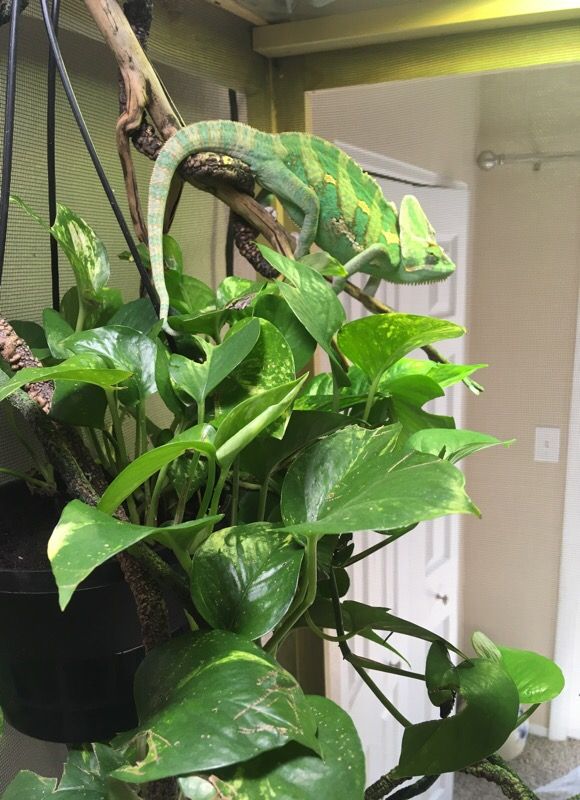 Veiled Chameleon with cage, lights, live Pothos plant, and live Ficus tree