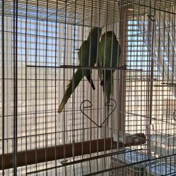 Large Cage For Sale