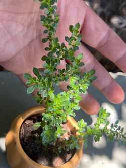 Plant