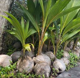 Coconut Trees 🌴 $5 Each~lowest Price