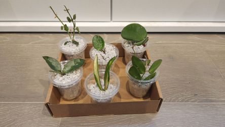 Hoya starter bundle