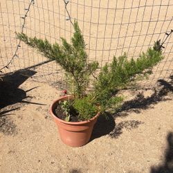 Planta De Pino