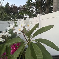 Plumera White Flower 