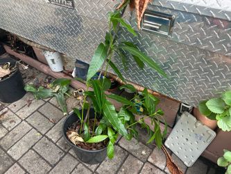 Mango tree