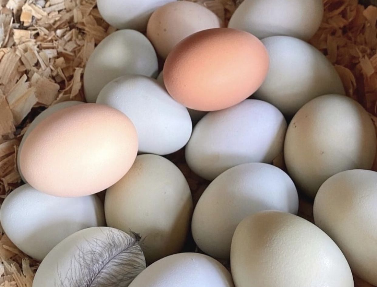 Eggs For Sale Fresh Daily Never Ending Supply
