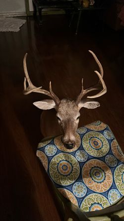 Deer Antler 