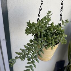 Cotyledon pendens plant … orange bell flowers