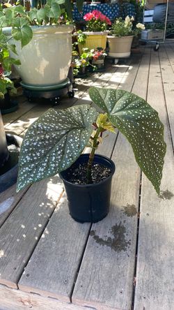 Angel wing begonia