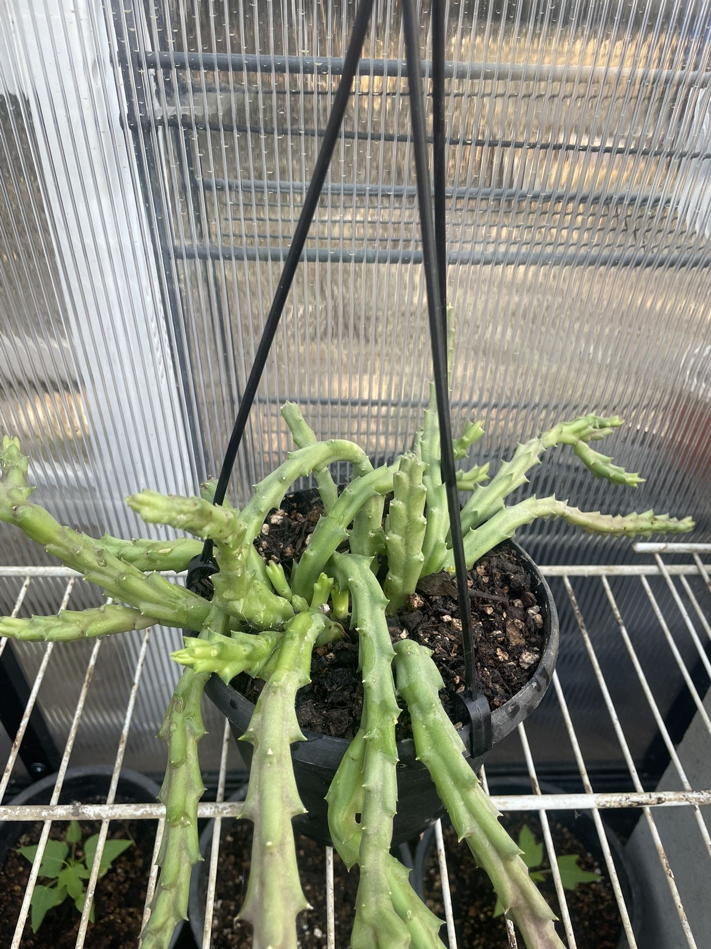 Stapelia Starfish Cactus Plant