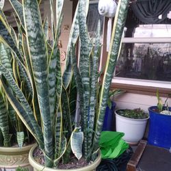 Planta Natural En Base De Cerámica 