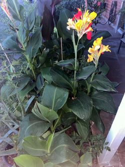 We’re So Back With So many plants and flowers for sale