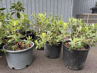 Incredible Rare MANZANITA plants —