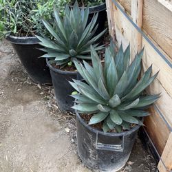 Agave Blue Glow