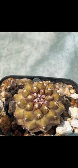 Copiapoa