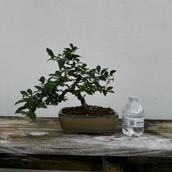 Bonsai Dwarf Barbados Cherry Wigerts