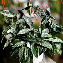 Hoya Publicalix Super Splash Baby Hoya 