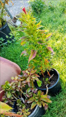 Plants