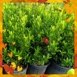 Ixora privacy hedge plants 3gl $6🪴🪴🪴