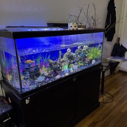 Fish Tank 