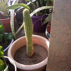 Bamboo Plant In A Pot $15