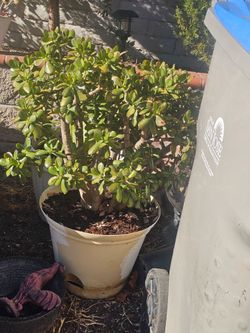 Jade plant $35/each or $90/for 3