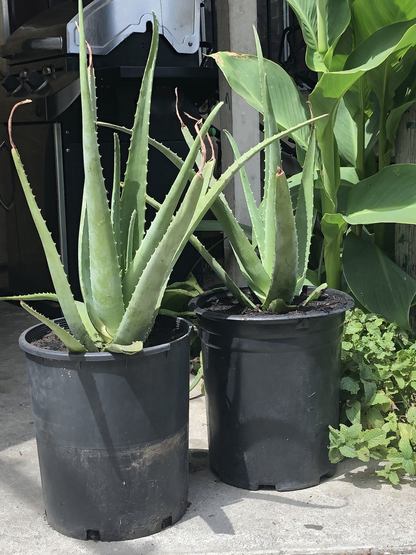 Plant: Aloe Vera