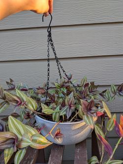 Wandering Jew Plant