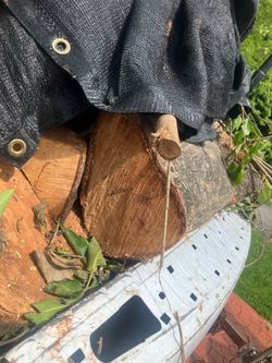 Fresh Green Ash Hardwood Logs – Smoker Fuel, Firewood & Milling Stock