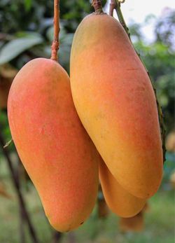 Mahachanok mango trees