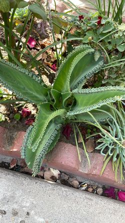 Planta de Calanchoe, diferente planta