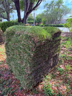 Fresh Sod🍃 St. Augustine & Bahia