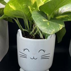 Cute Planters