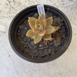 3 Inch Pot Succulent Plant - Sedum Chocolate Variegated - Rooted & Established - Drought Resistant 🪴 