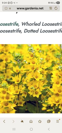 Plant Flowers Yellow Loosestrife