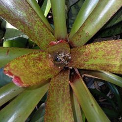 Bromeliad Red Speckled House Plant Landscape Plant