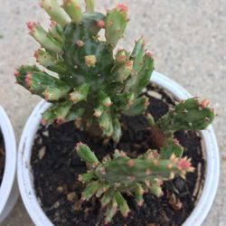 Small Cactus 