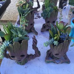 GROOT PLANTERS With SUCCULENTS